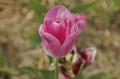 Majówka wśród tulipanów w Chrzypsku Wielkiem