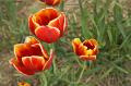 Majówka wśród tulipanów w Chrzypsku Wielkiem